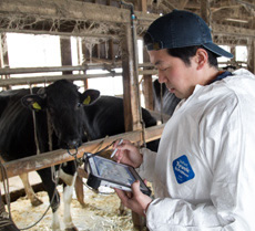 In a cowshed, where the air is often dusty from hay, Dr. Sugimoto enters data in electronic veterinary records with the FZ-G1.
