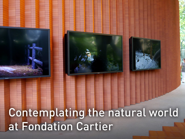 Contemplating the Natural World at Fondation Cartier